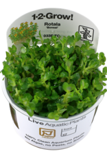 Tropica 1-2-GROW! Rotala indica 'Bonsai'