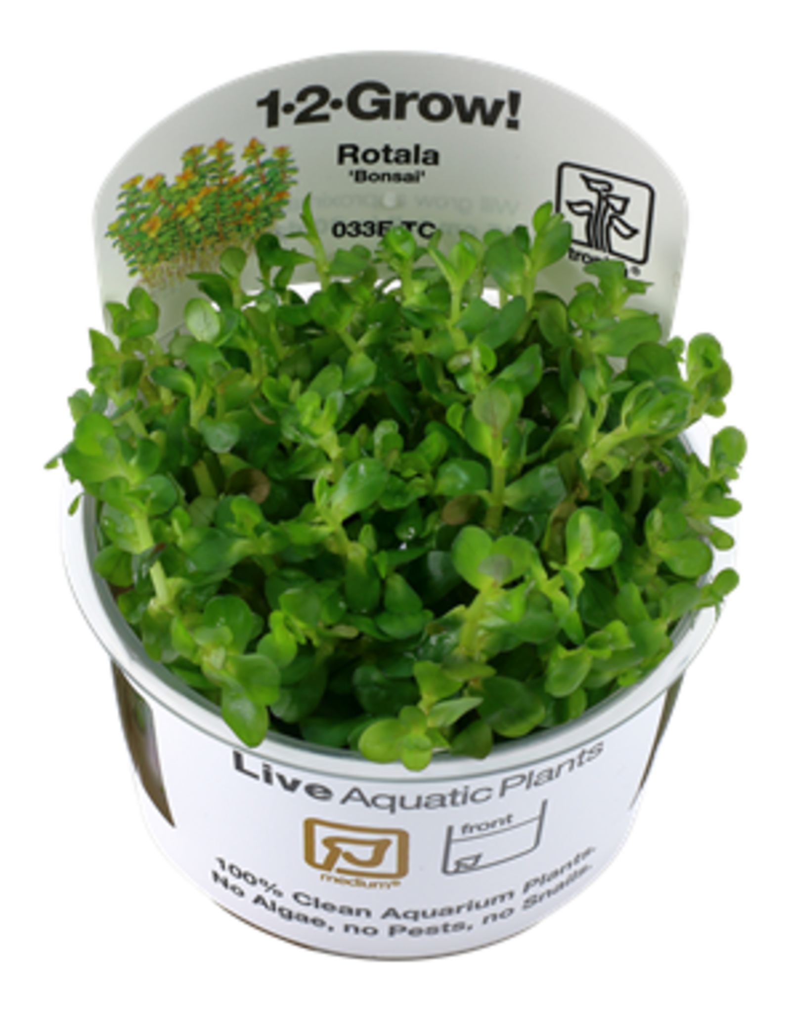 Tropica 1-2-GROW! Rotala indica 'Bonsai'
