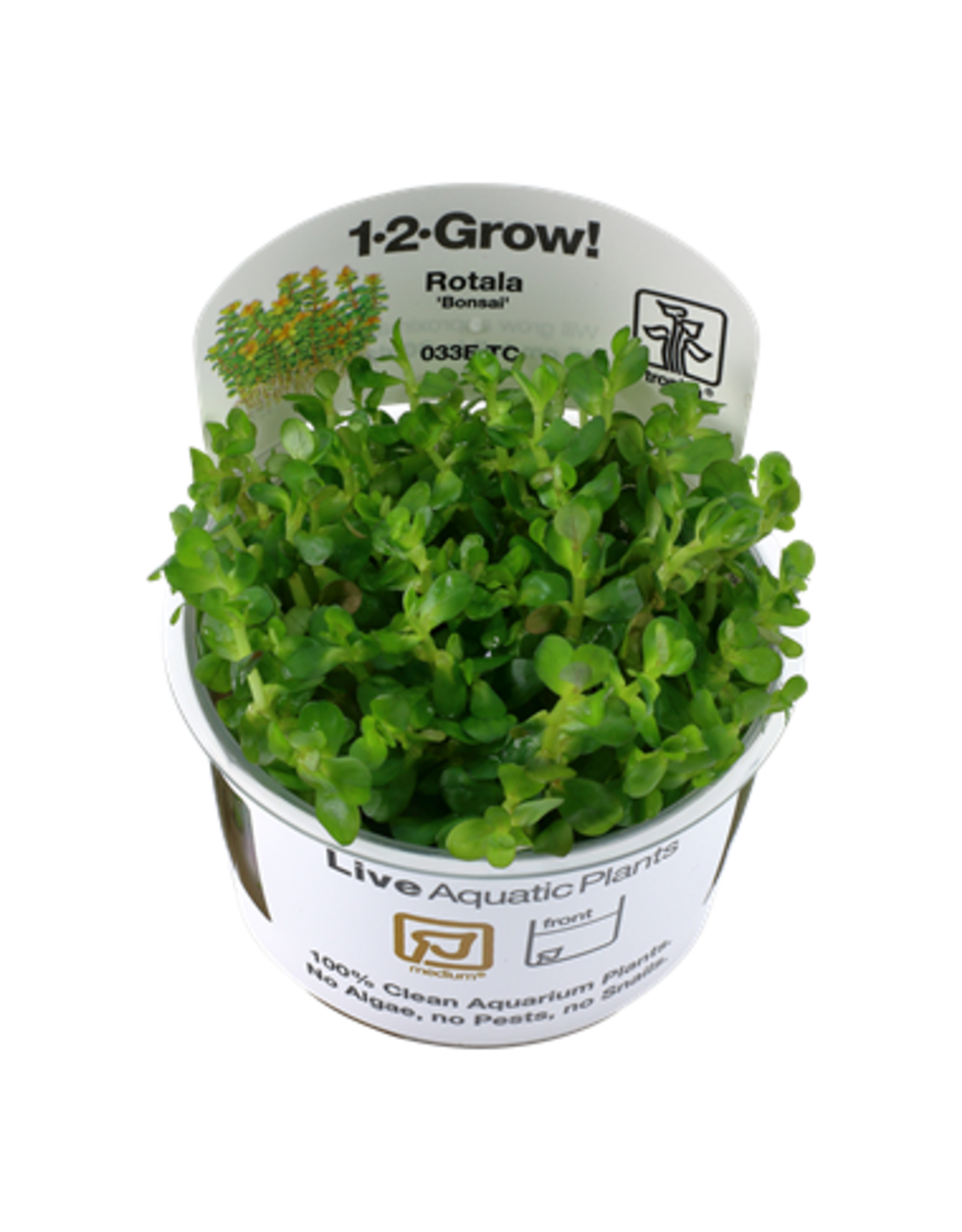 Tropica 1-2-GROW! Rotala indica 'Bonsai'