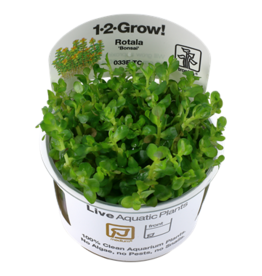 Tropica 1-2-GROW! Rotala indica 'Bonsai'