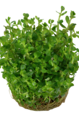Tropica 1-2-GROW! Rotala indica 'Bonsai'