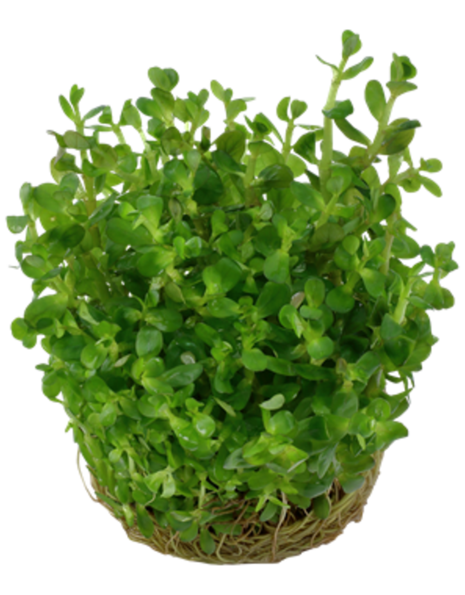 Tropica 1-2-GROW! Rotala indica 'Bonsai'