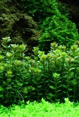 Tropica 1-2-GROW! Rotala indica 'Bonsai'