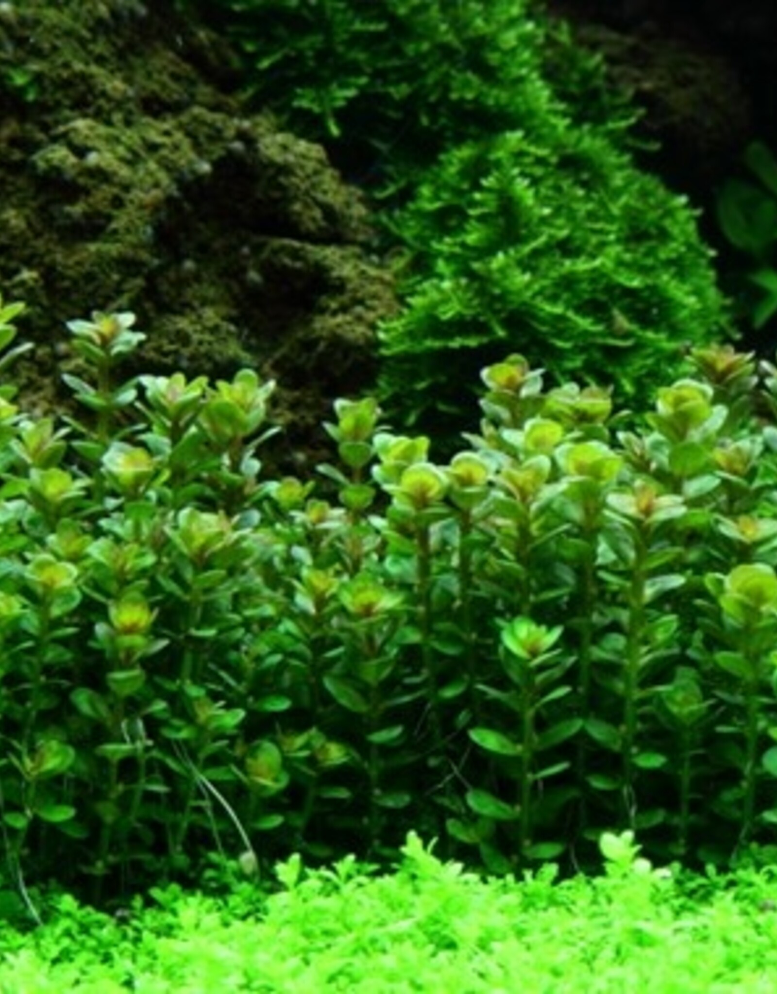 Tropica 1-2-GROW! Rotala indica 'Bonsai'