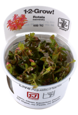Tropica 1-2-GROW! Rotala macrandra