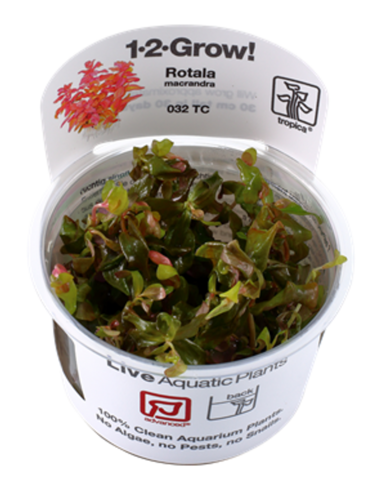 Tropica 1-2-GROW! Rotala macrandra
