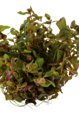 Tropica 1-2-GROW! Rotala macrandra