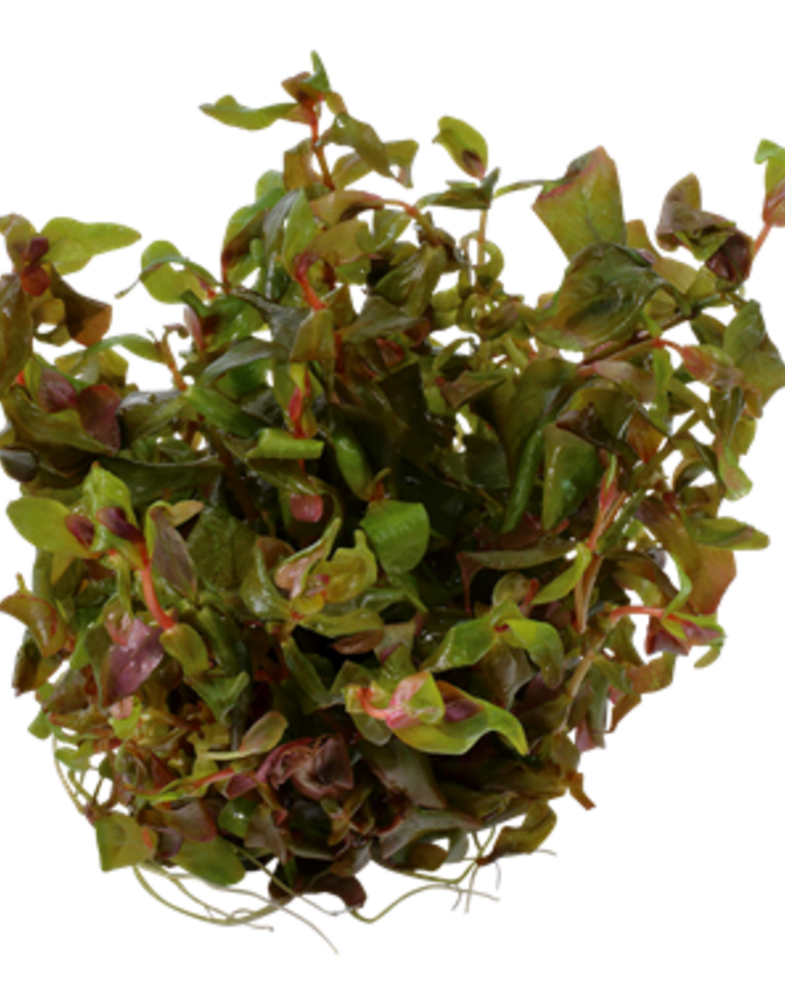 Tropica 1-2-GROW! Rotala macrandra