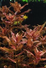Tropica 1-2-GROW! Rotala macrandra