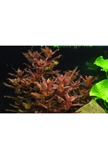 Tropica 1-2-GROW! Rotala macrandra