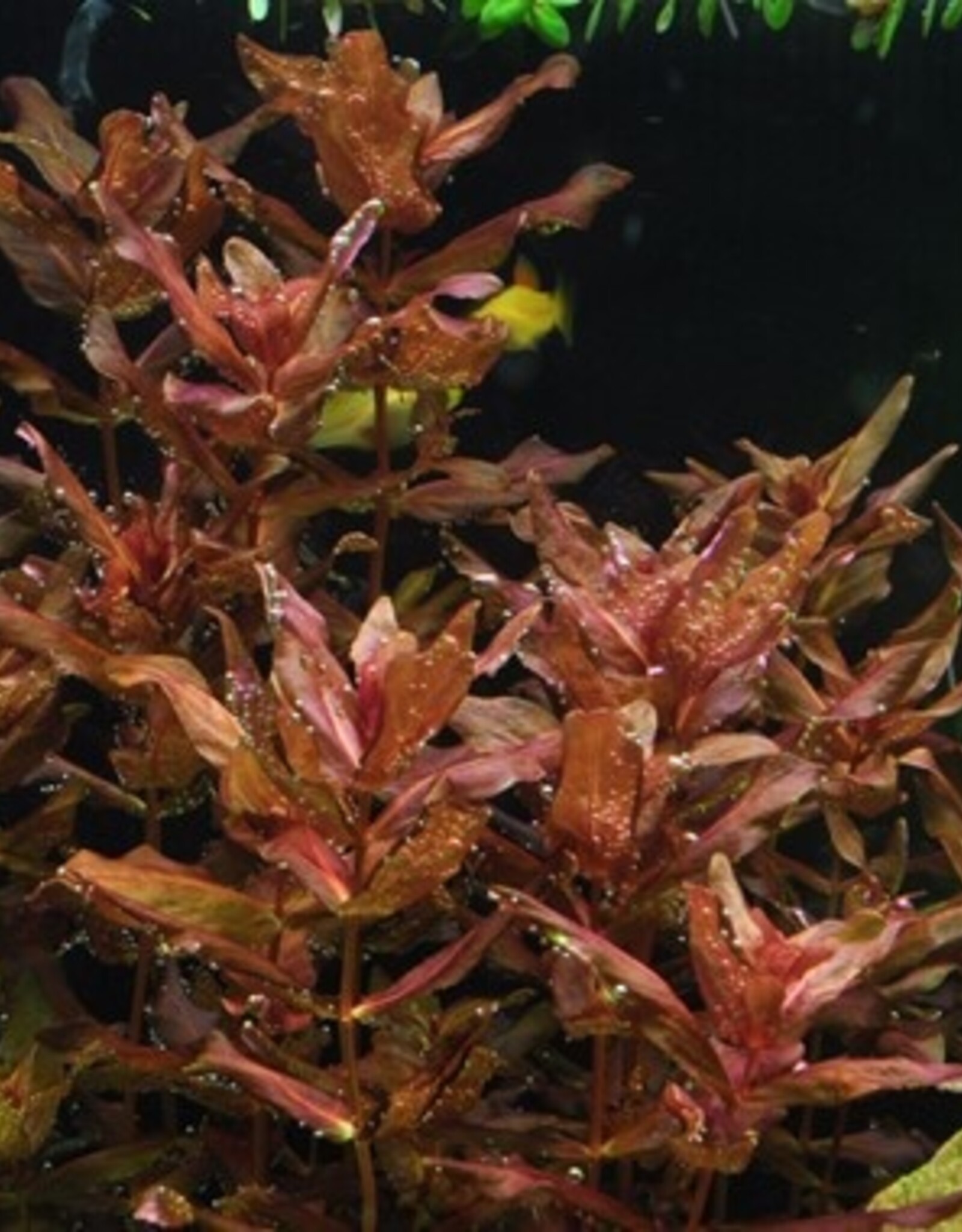 Tropica 1-2-GROW! Rotala macrandra