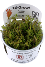 Tropica 1-2-GROW! Rotala wallichii