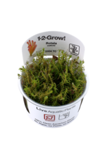 Tropica 1-2-GROW! Rotala wallichii