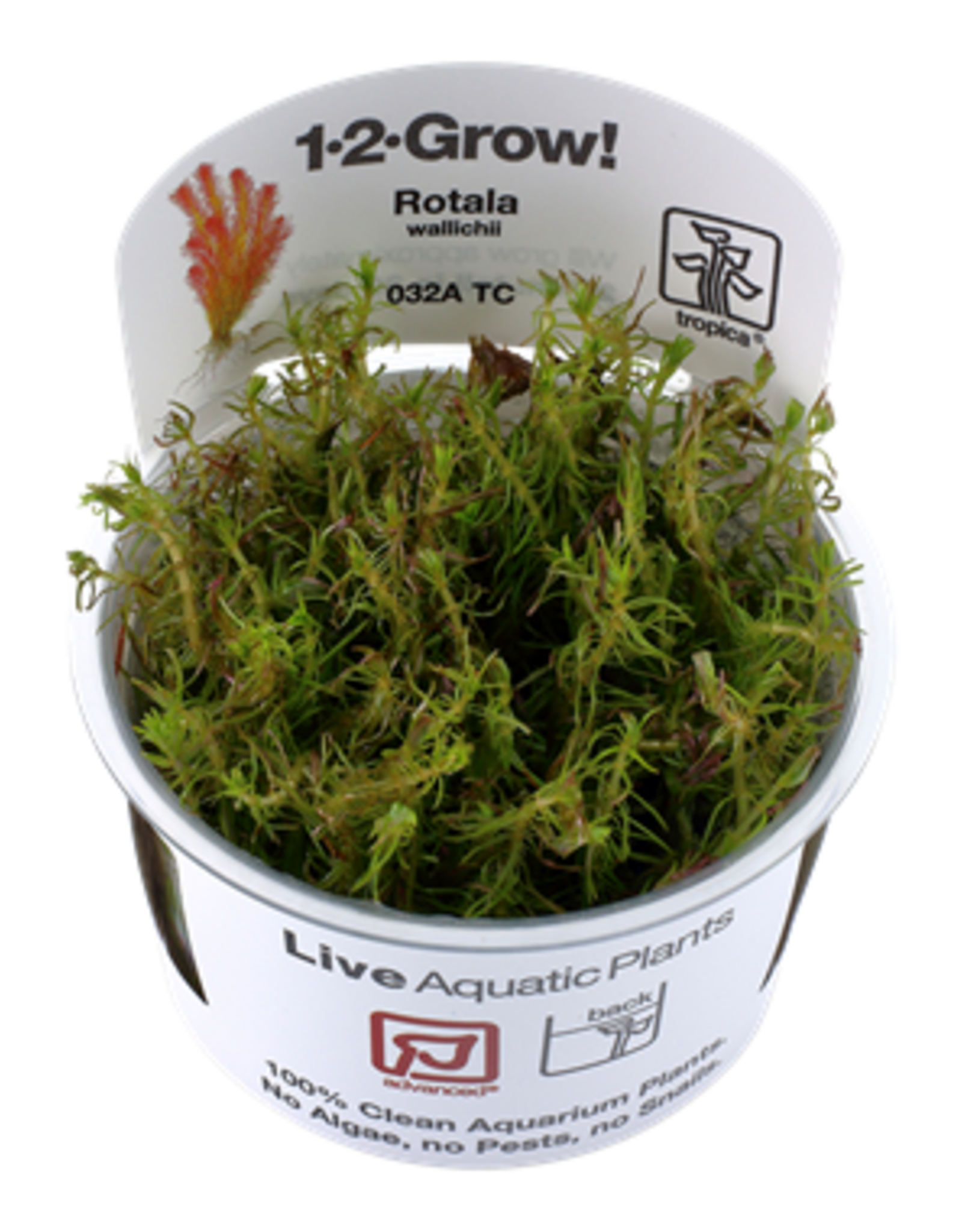 Tropica 1-2-GROW! Rotala wallichii