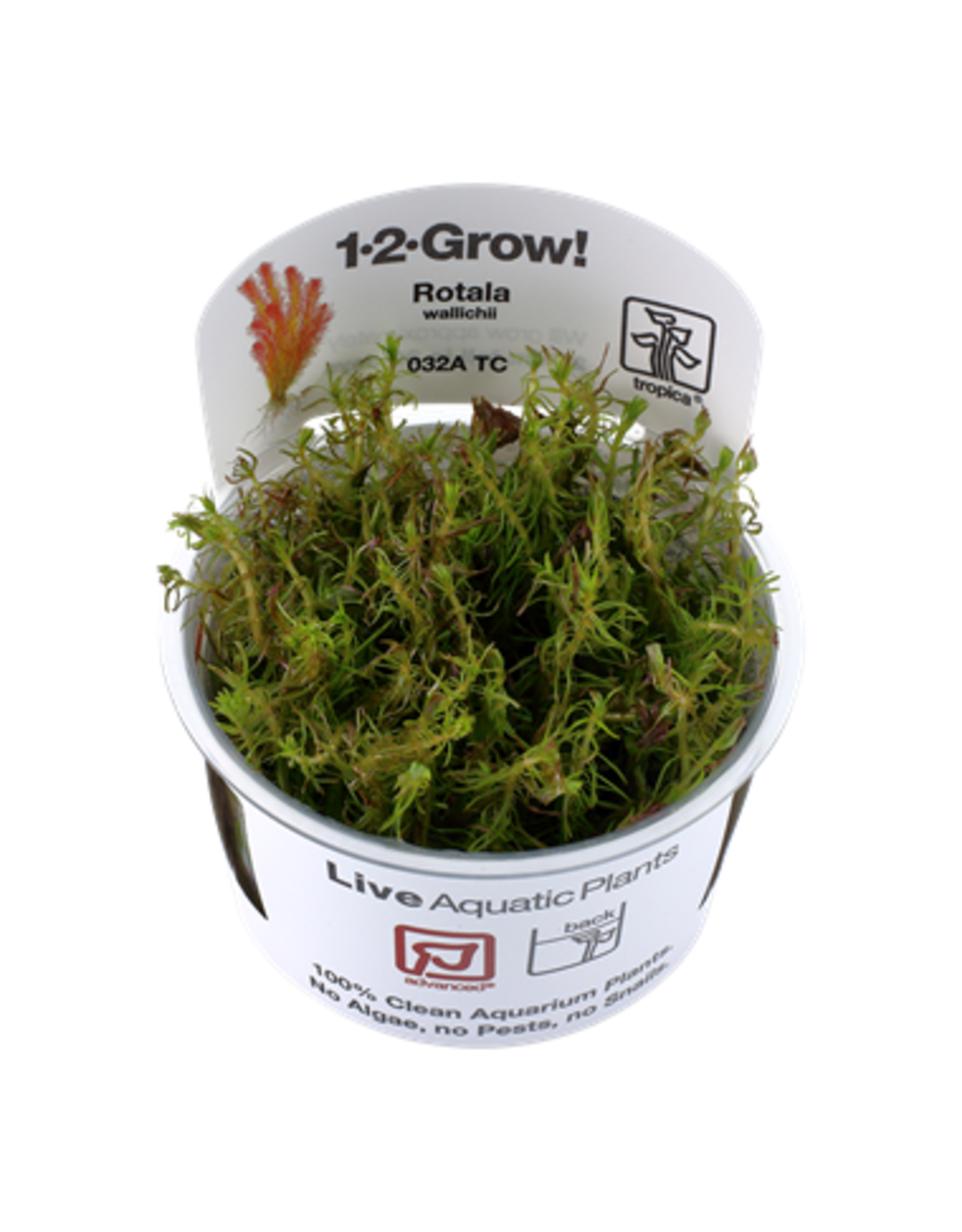 Tropica 1-2-GROW! Rotala wallichii