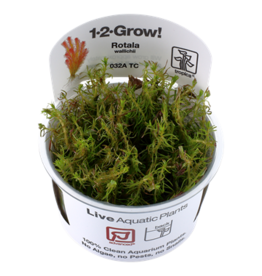 Tropica 1-2-GROW! Rotala wallichii