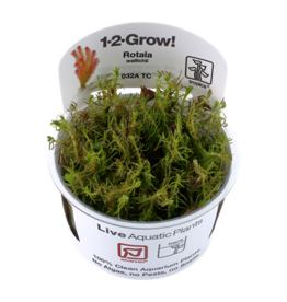 Tropica 1-2-GROW! Rotala wallichii