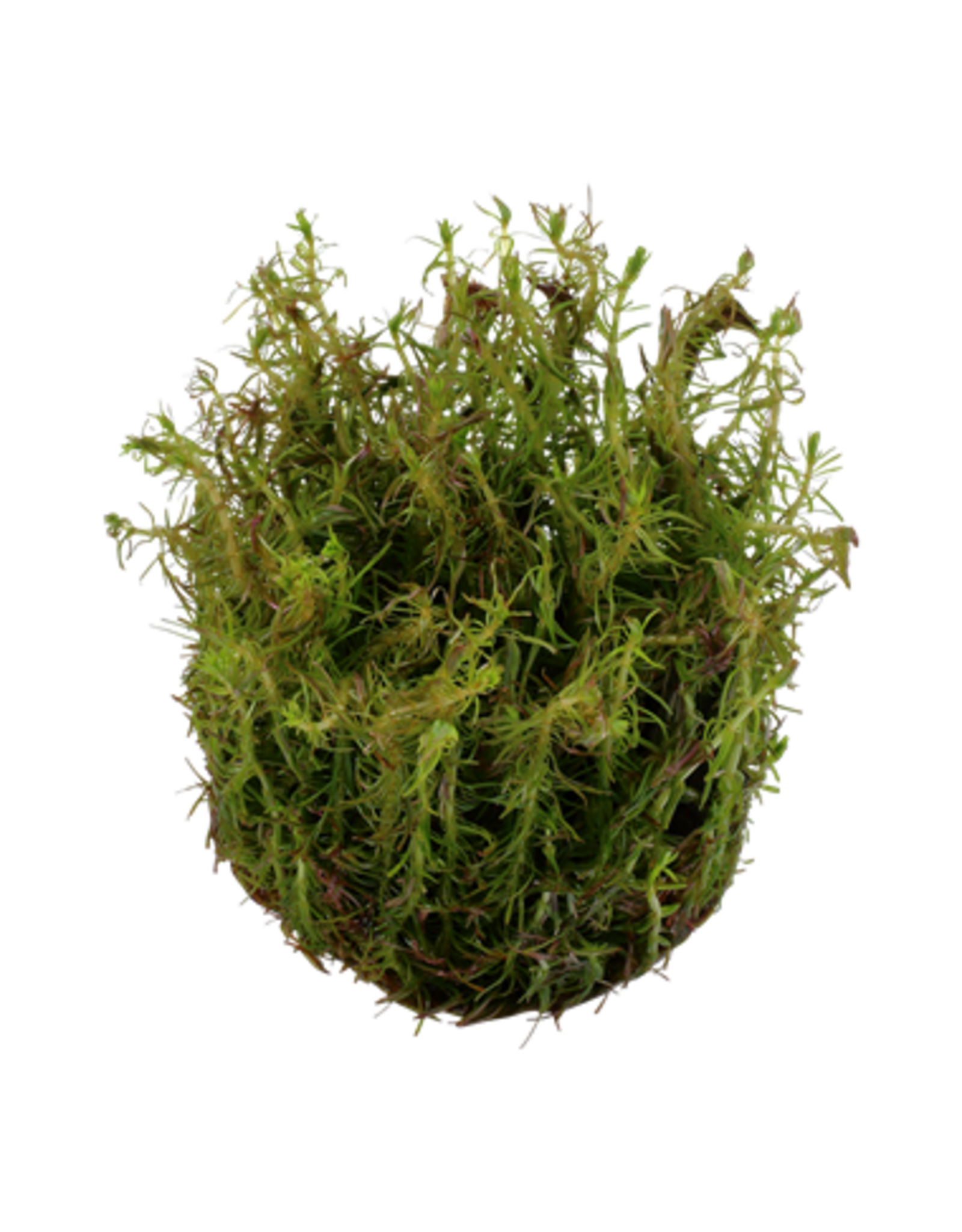 Tropica 1-2-GROW! Rotala wallichii