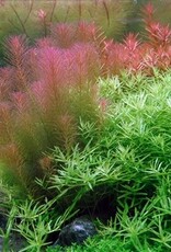 Tropica 1-2-GROW! Rotala wallichii