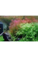 Tropica 1-2-GROW! Rotala wallichii