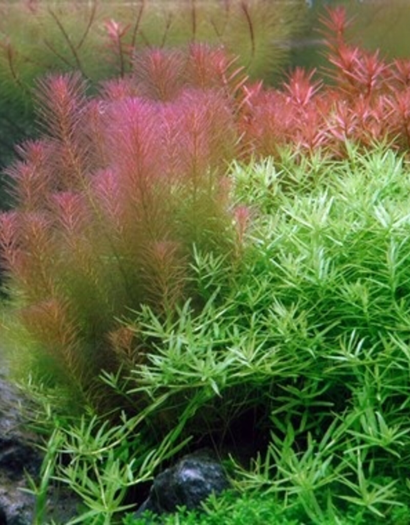 Tropica 1-2-GROW! Rotala wallichii