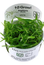 Tropica 1-2-GROW! Sagittaria subulata