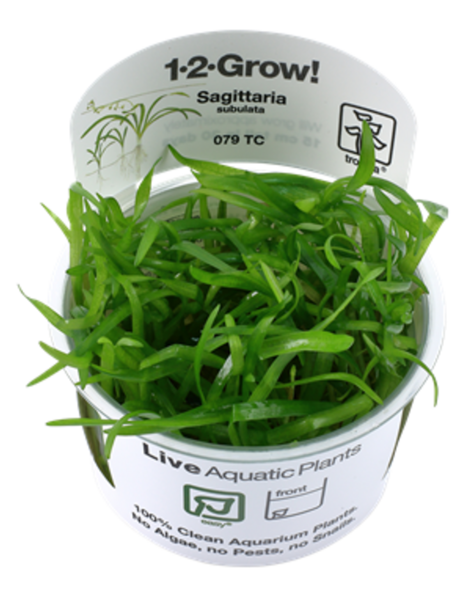 Tropica 1-2-GROW! Sagittaria subulata