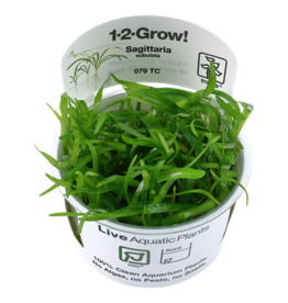 Tropica 1-2-GROW! Sagittaria subulata