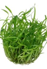Tropica 1-2-GROW! Sagittaria subulata