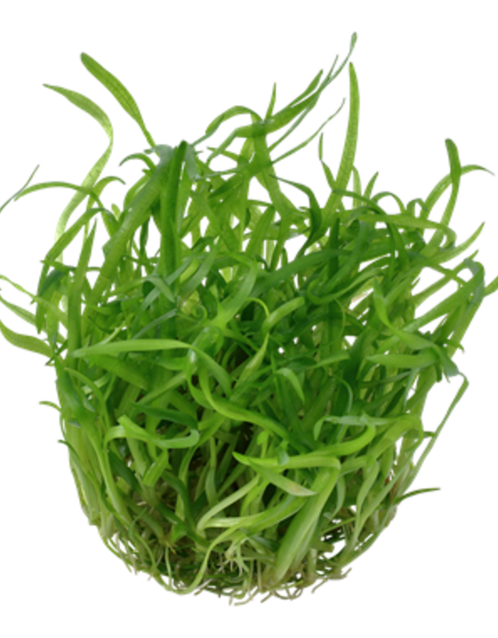 Tropica 1-2-GROW! Sagittaria subulata