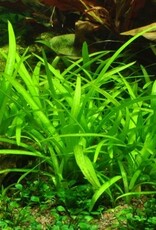 Tropica 1-2-GROW! Sagittaria subulata
