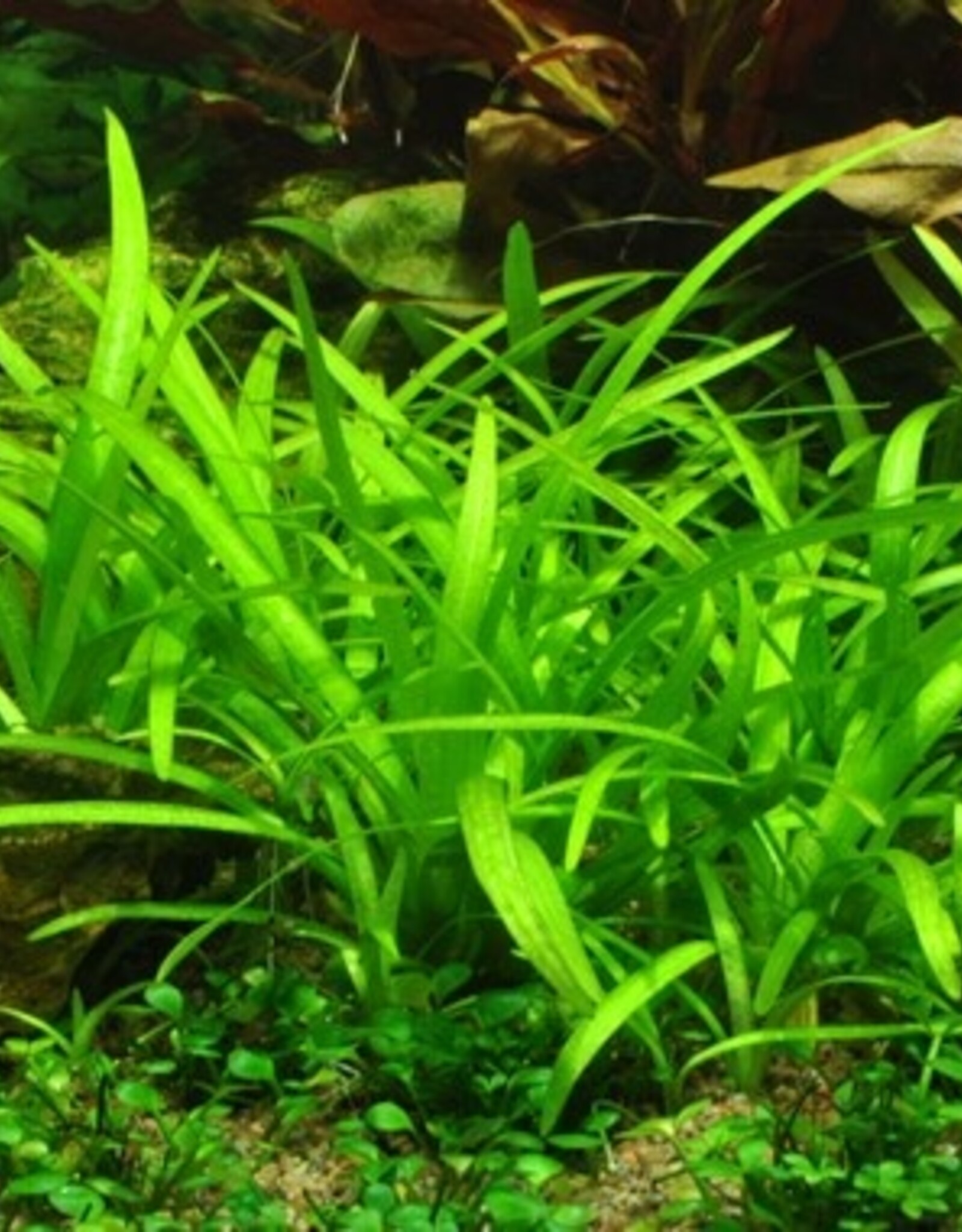 Tropica 1-2-GROW! Sagittaria subulata