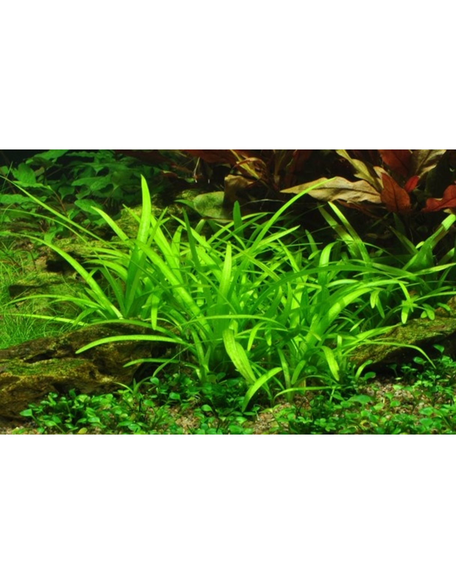 Tropica 1-2-GROW! Sagittaria subulata