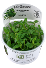 Tropica 1-2-GROW! Staurogyne repens