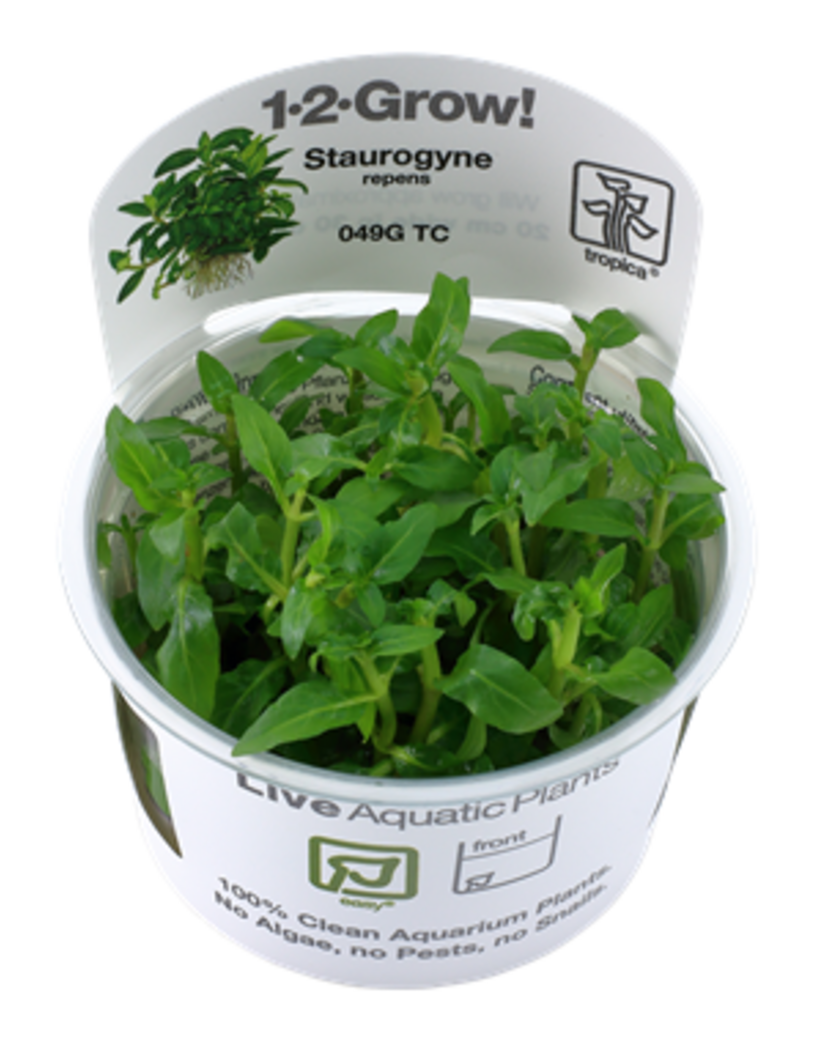 Tropica 1-2-GROW! Staurogyne repens