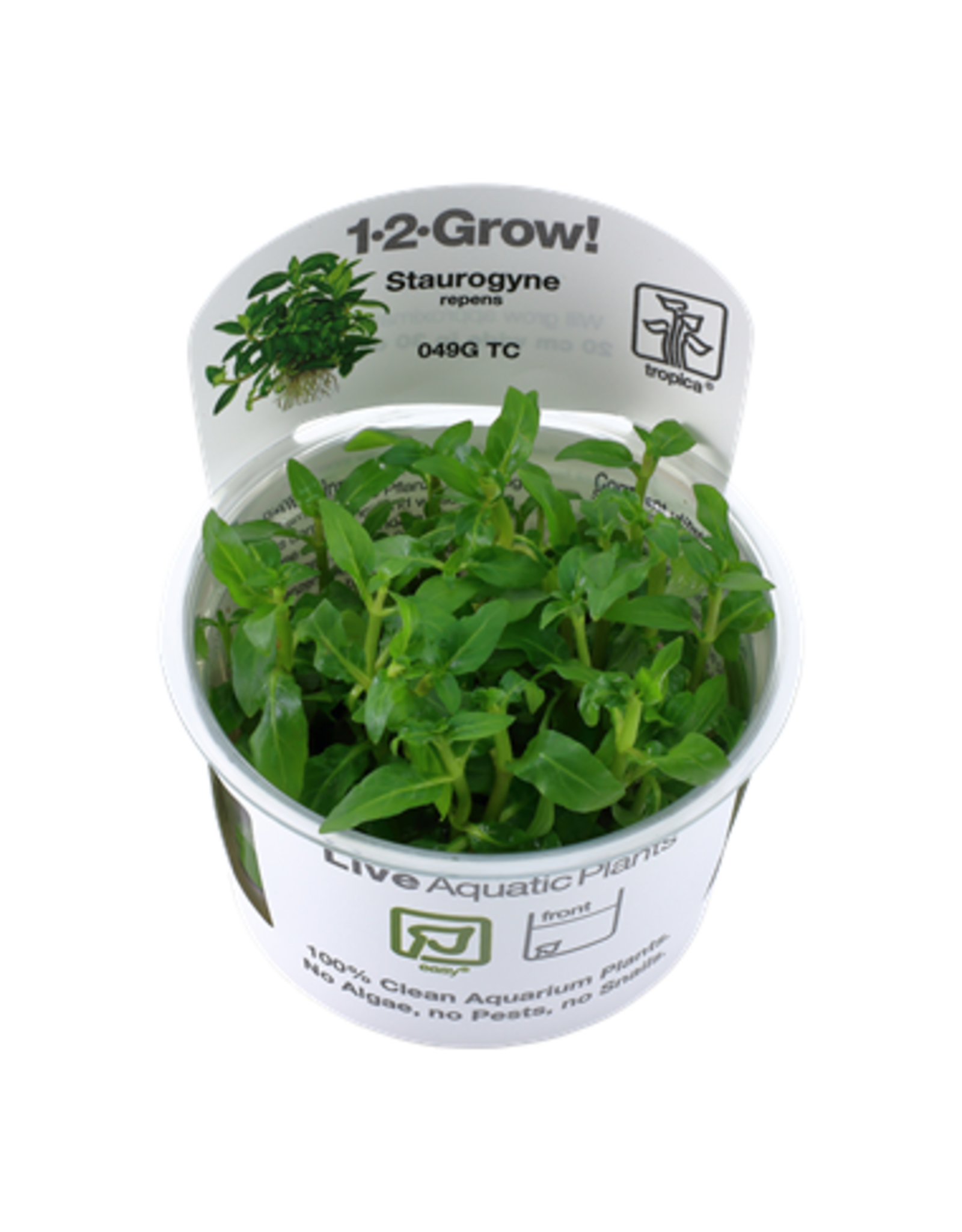 1 2 Grow Staurogyne Repens Roger S Aquatics Pet Supplies