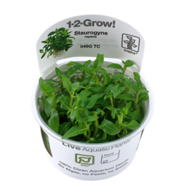 Tropica 1-2-GROW! Staurogyne repens