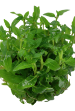 Tropica 1-2-GROW! Staurogyne repens