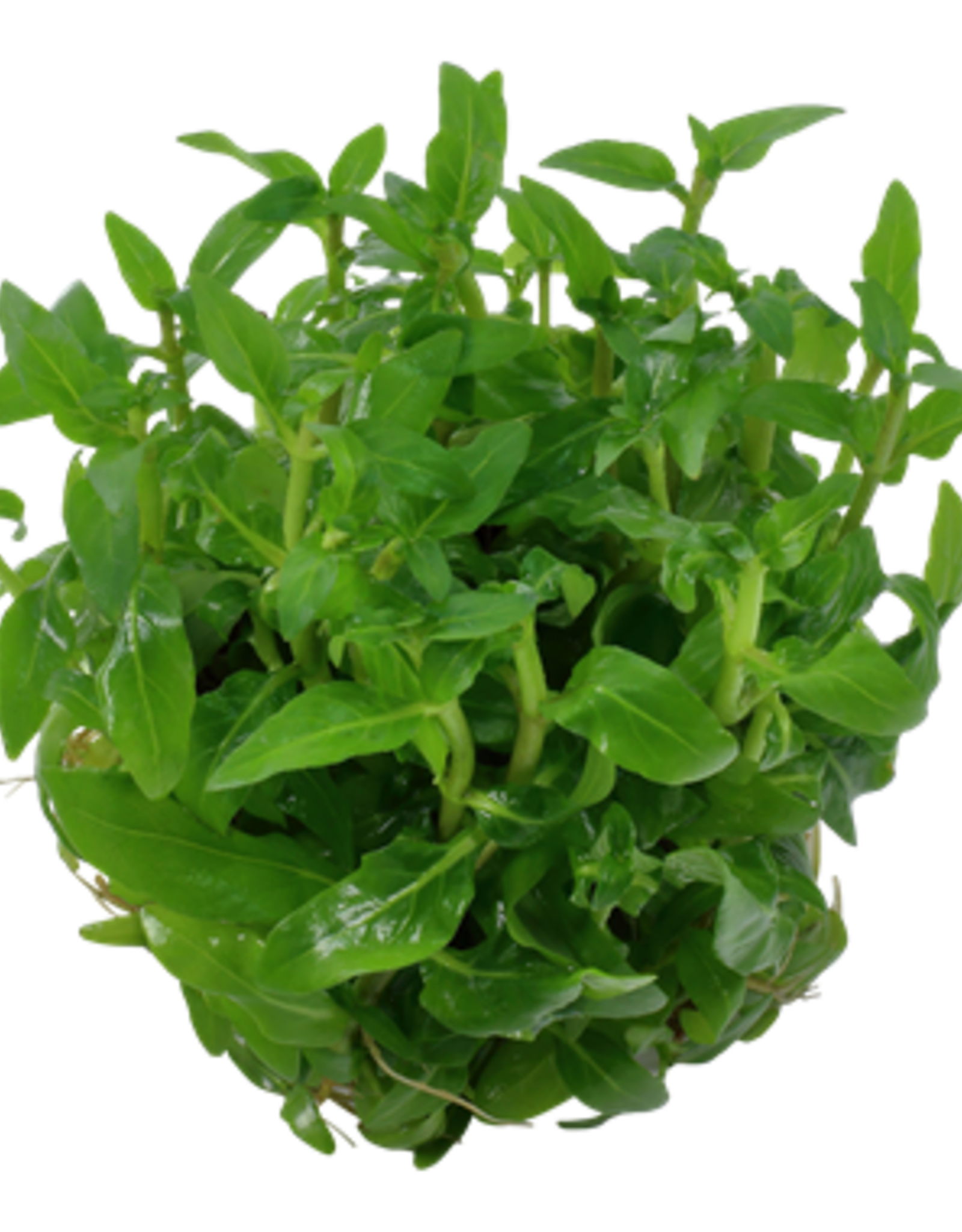 Tropica 1-2-GROW! Staurogyne repens