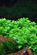 Tropica 1-2-GROW! Staurogyne repens