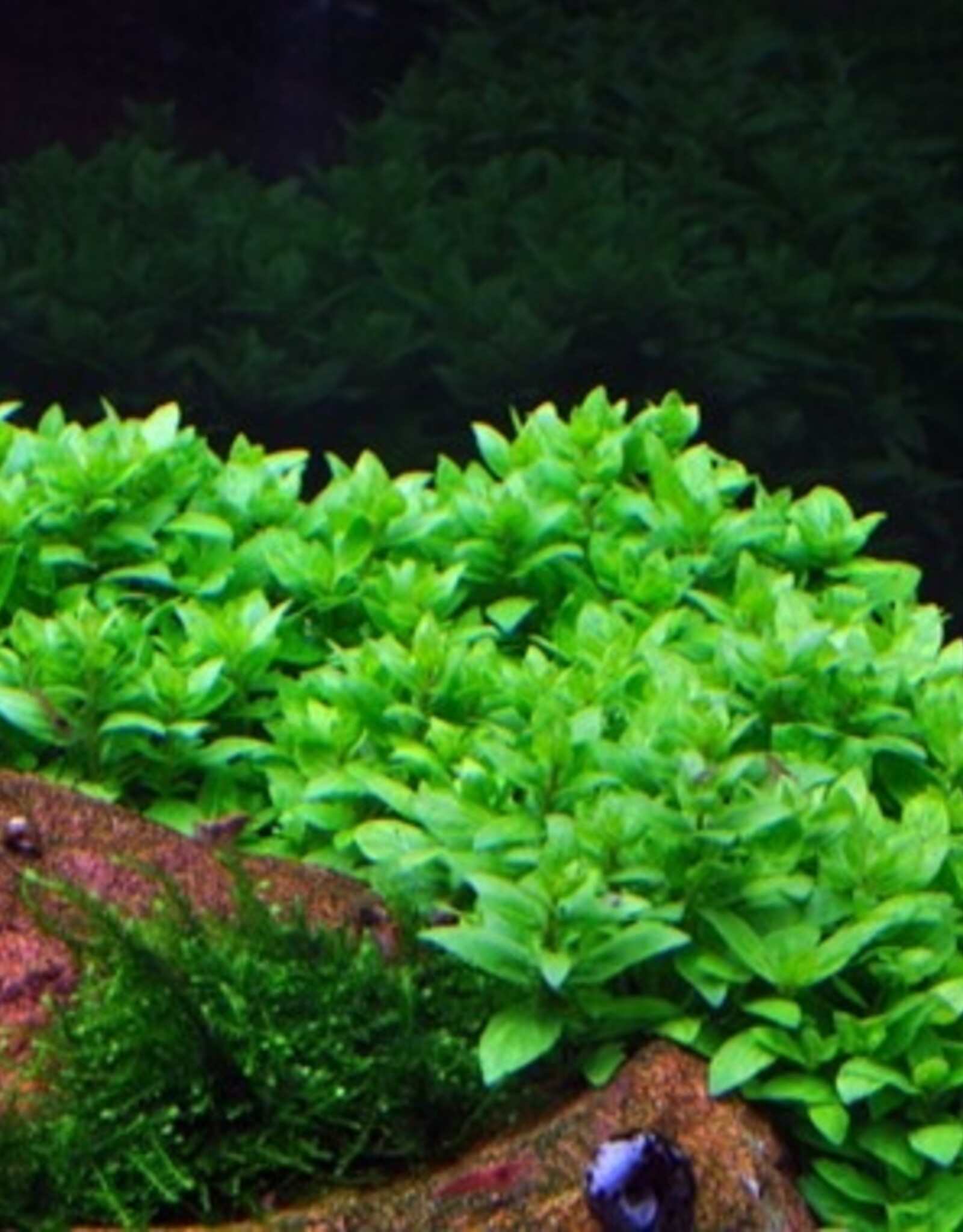 Tropica 1-2-GROW! Staurogyne repens