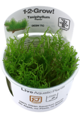 Tropica 1-2-GROW! Taxiphyllum 'Flame'