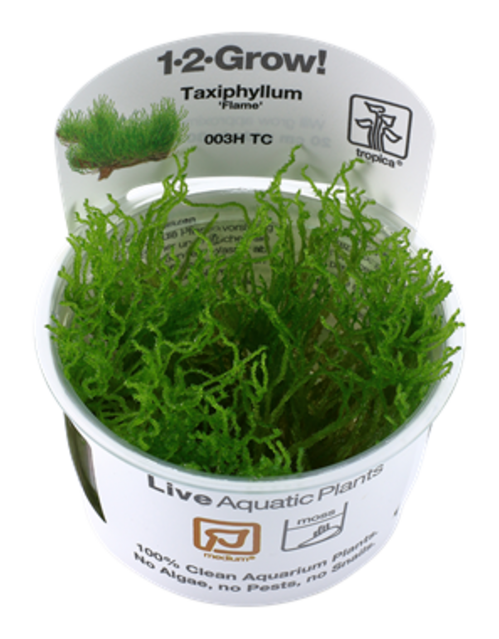 Tropica 1-2-GROW! Taxiphyllum 'Flame'