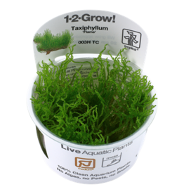 Tropica 1-2-GROW! Taxiphyllum 'Flame'