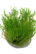 Tropica 1-2-GROW! Taxiphyllum 'Flame'