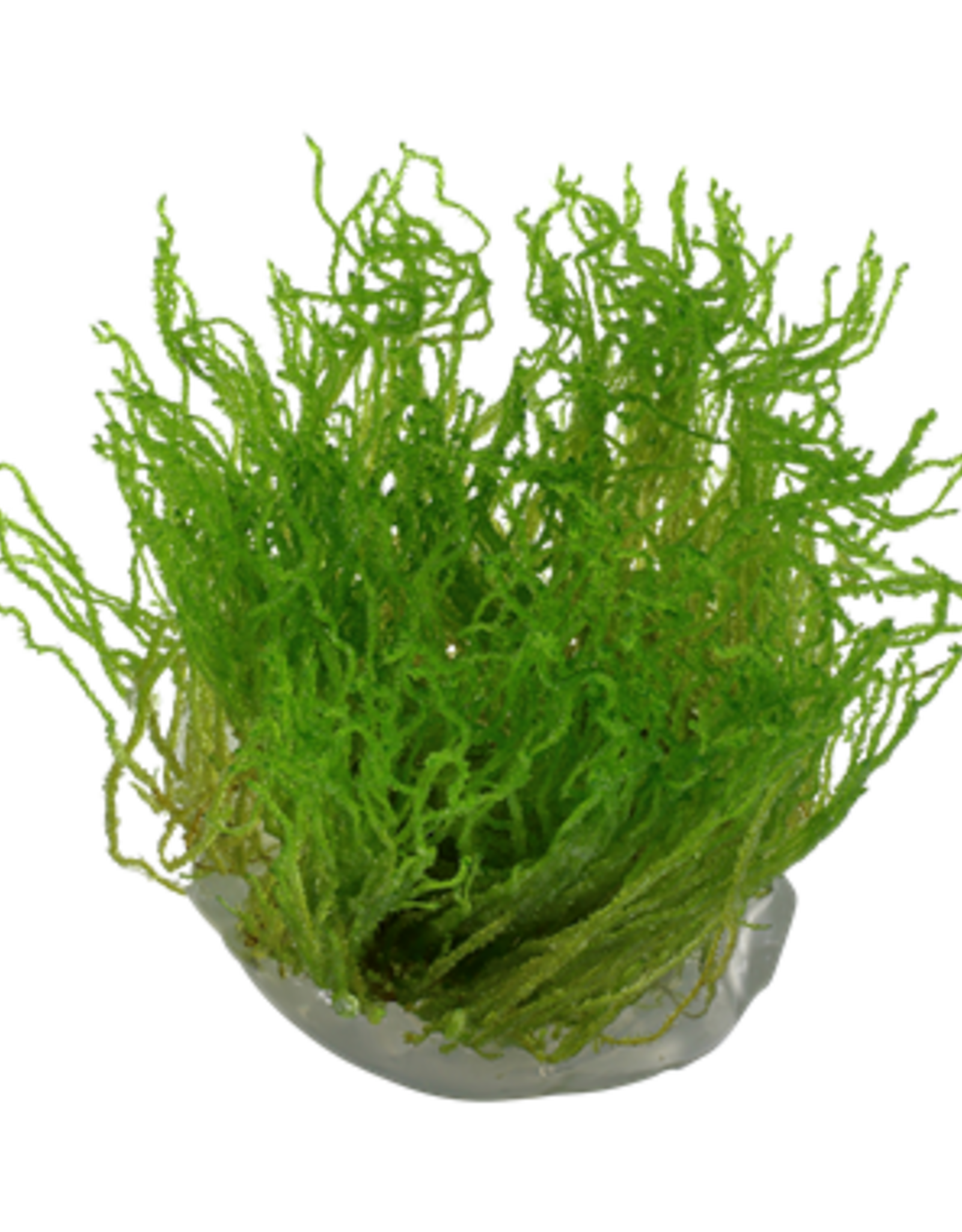 Tropica 1-2-GROW! Taxiphyllum 'Flame'