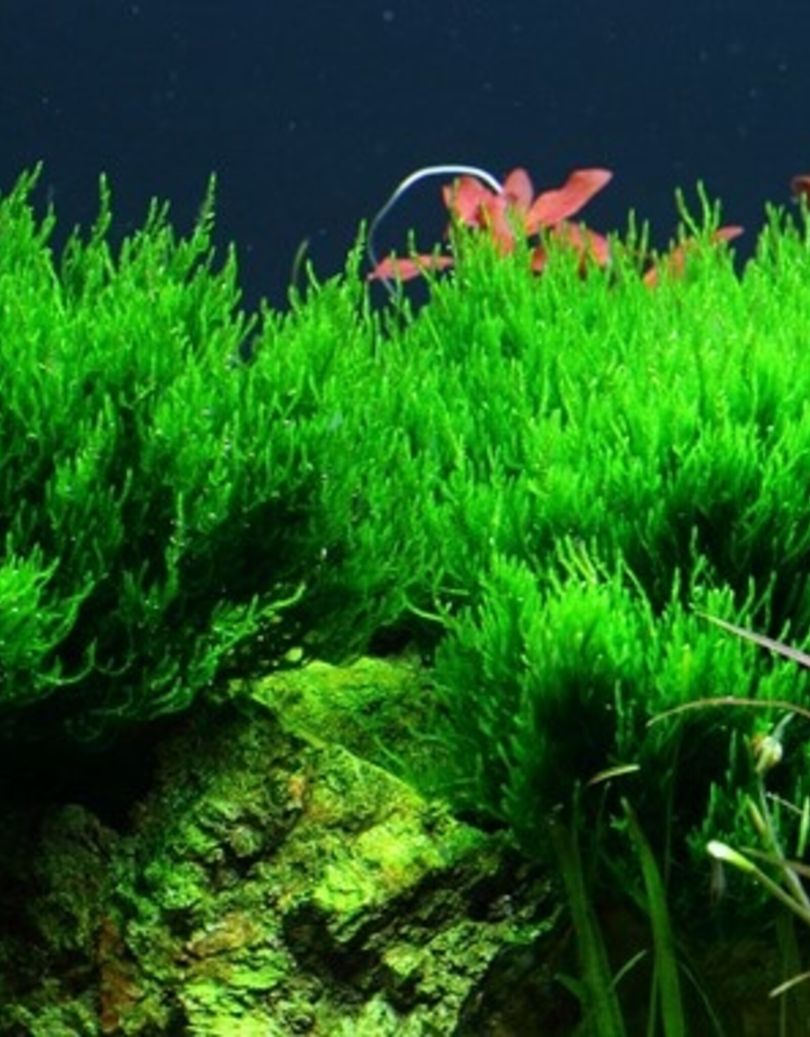Tropica 1-2-GROW! Taxiphyllum 'Flame'
