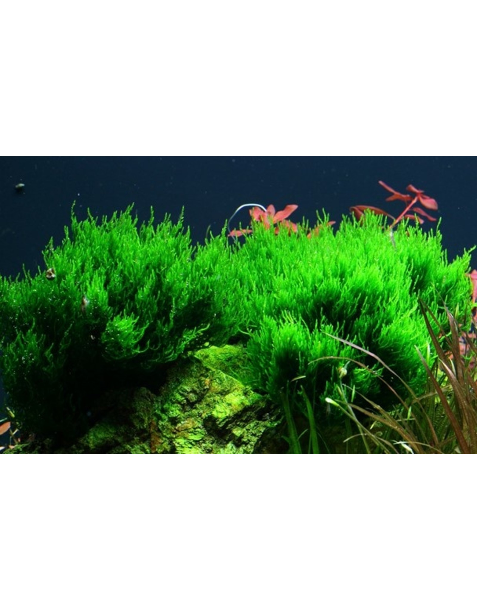 Tropica 1-2-GROW! Taxiphyllum 'Flame'