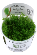 Tropica 1-2-GROW! Taxiphyllum 'Spiky'