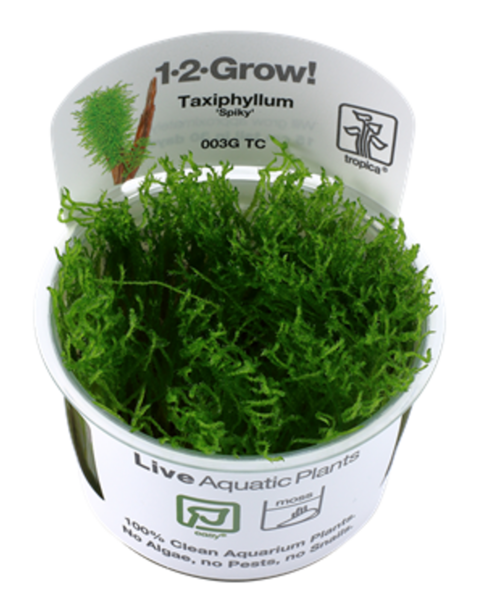 Tropica 1-2-GROW! Taxiphyllum 'Spiky'